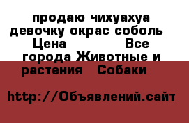 продаю чихуахуа девочку,окрас соболь › Цена ­ 25 000 - Все города Животные и растения » Собаки   